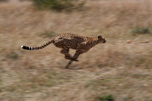 pictures of animals in africa. The Fastest Animals in Africa!