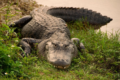 What are the differences between an alligator and a crocodile?