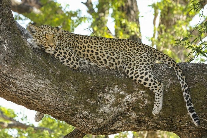 African leopard resting on a tree