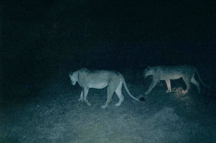 Two lionesses encountered on a night drive in the Timbavati