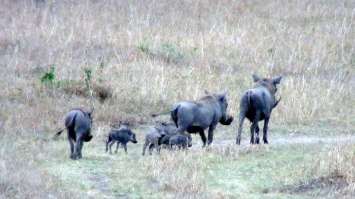 safari africa consigli