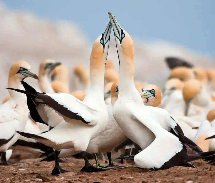Addo is a refuge to the world’s largest Cape gannet breeding population