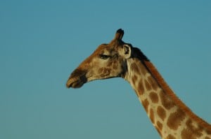 A female giraffe has a lighter skin!