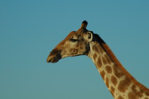 12 Interesting Facts You (Probably) Didn&#39;t Know About Giraffes