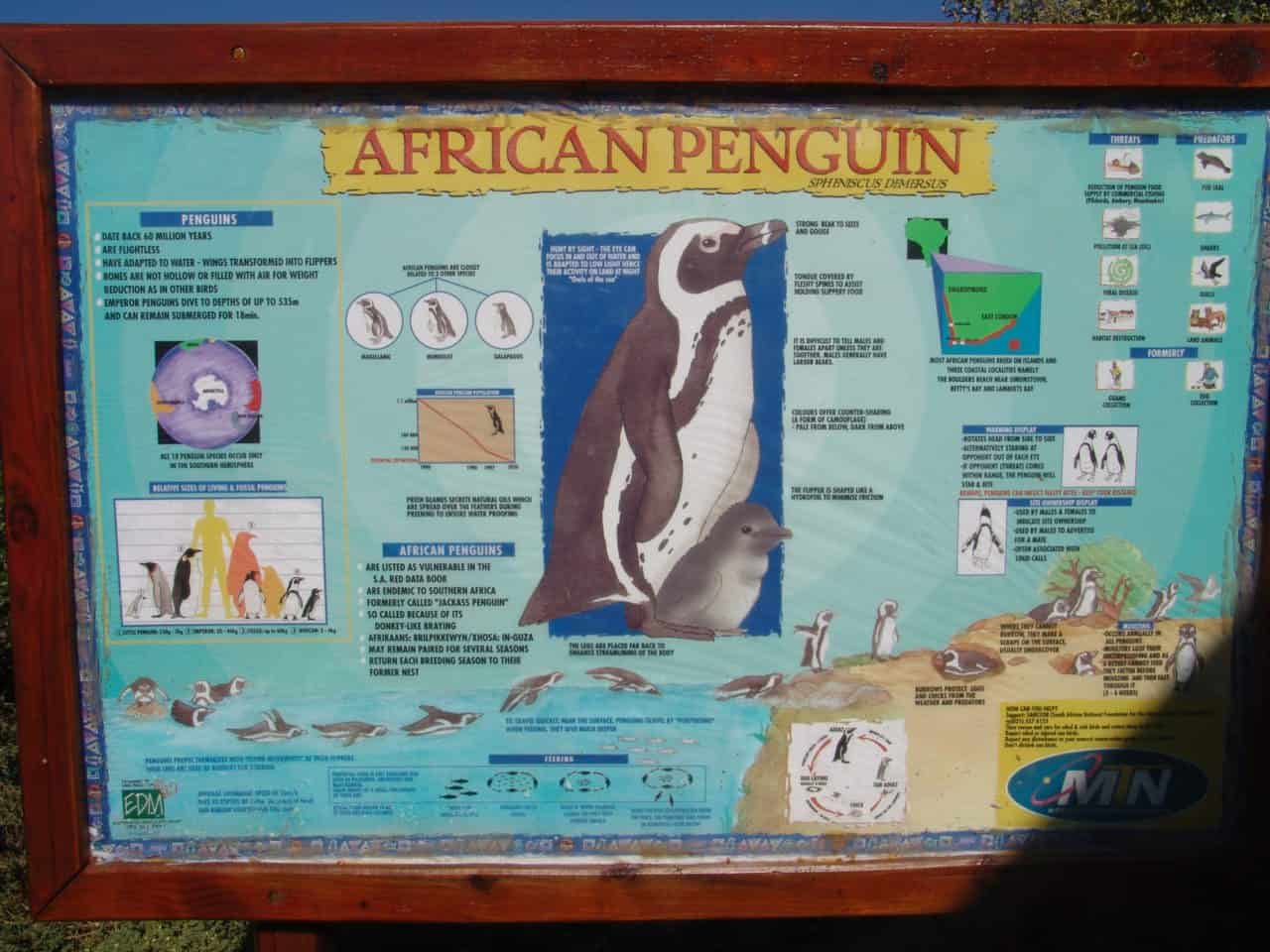 Explanatory board about the African penguin