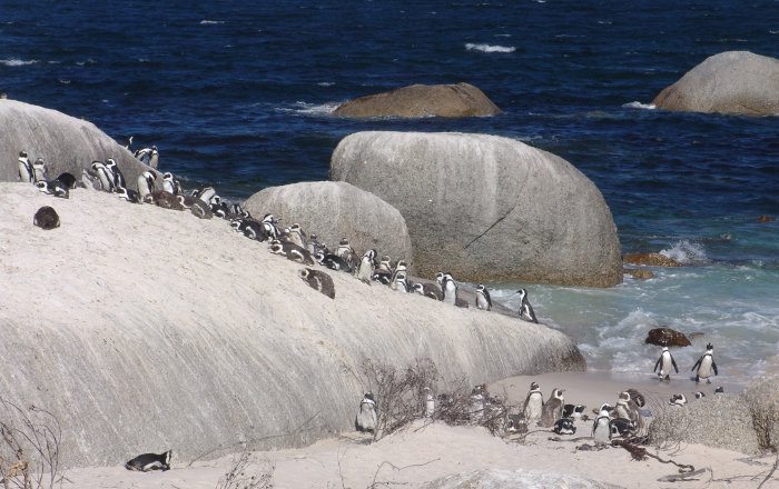 Colony of penguins on the rocks at Boulders Beach
