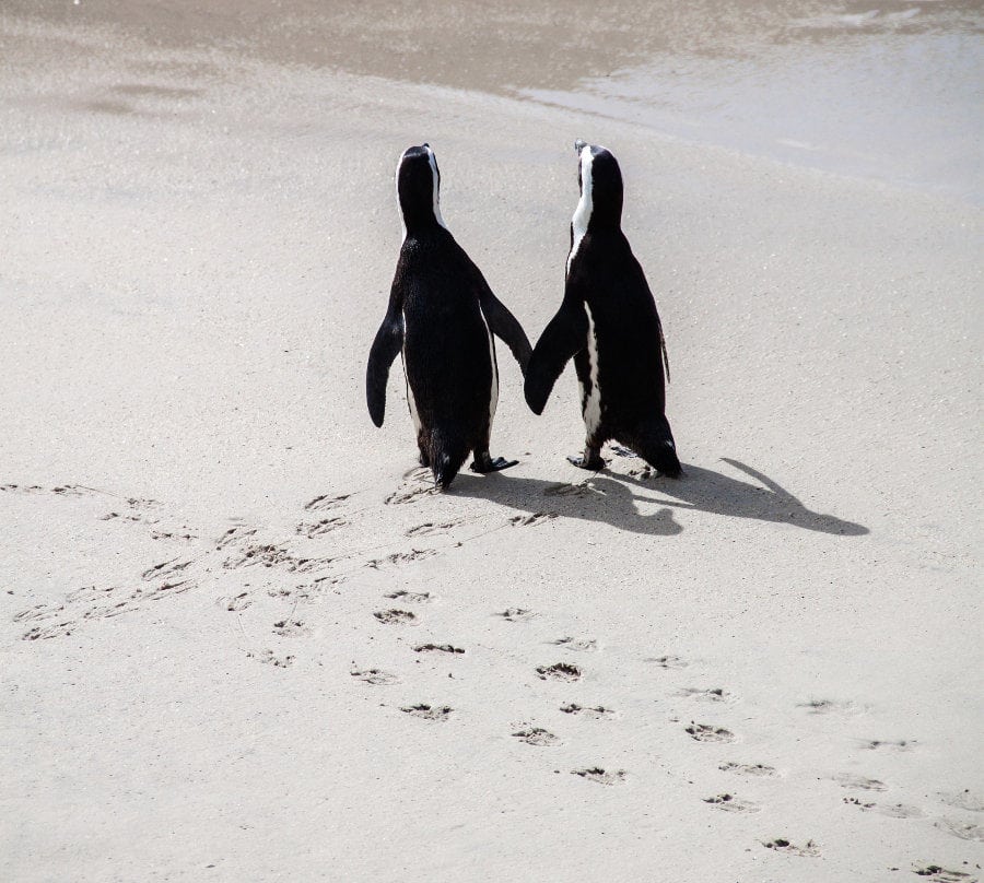 Two penguin friends holding "flippers" on the beach