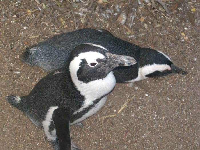 Two African penguins pictured from above