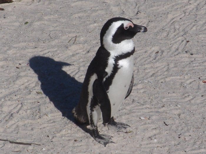 Single jackass penguin standing on the beach - Cape Town