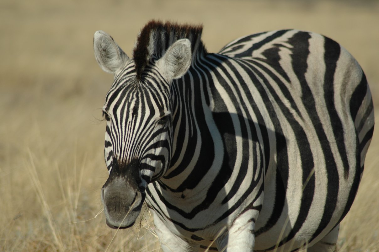 Zebra with impeccable "haircut"