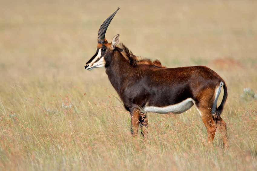 Female sable antelope in its natural habitat
