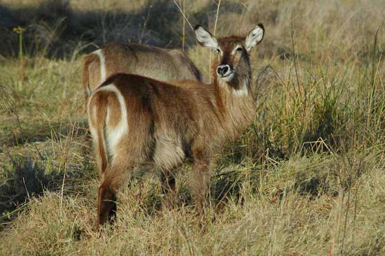 Common waterbucks have an unmistakable elliptical ring on their bum