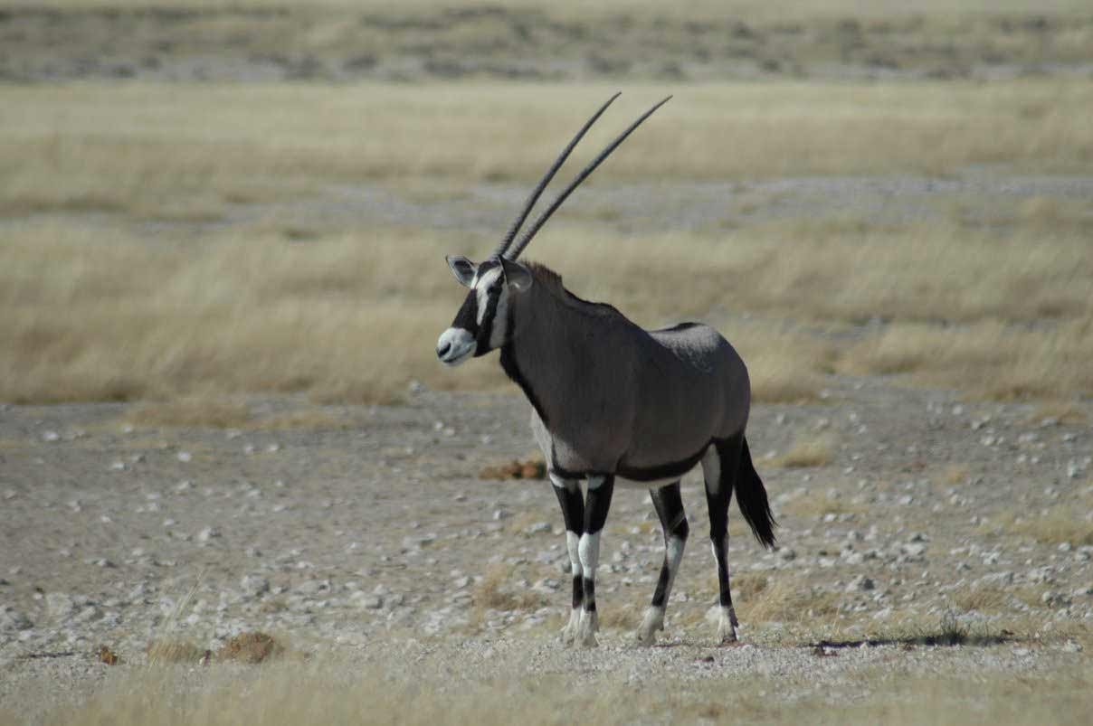 Gemsbok have long pointy horns that can be detrimental to potential predators