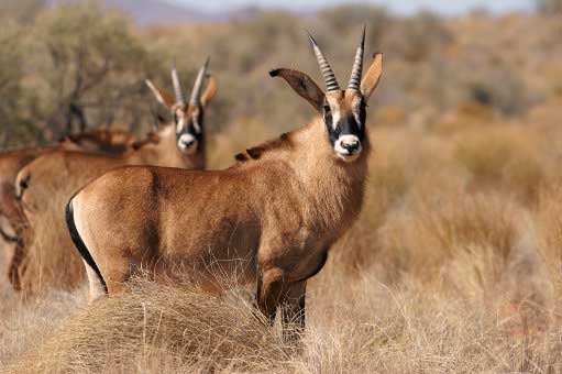 Roan antelope looking at the camera