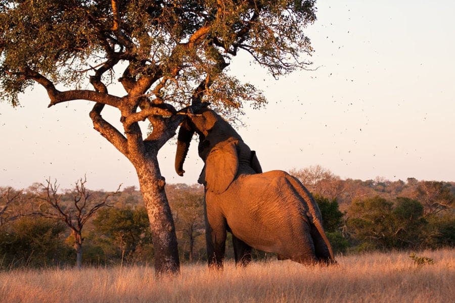 African elephant shaking off marula fruits from the tree