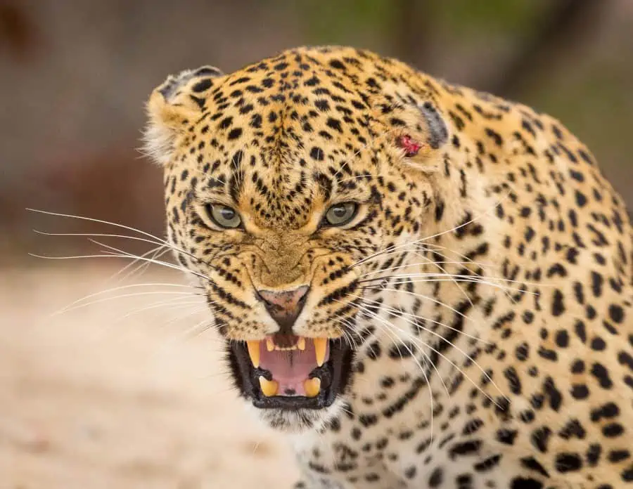 Aggressive leopard portrait, snarling