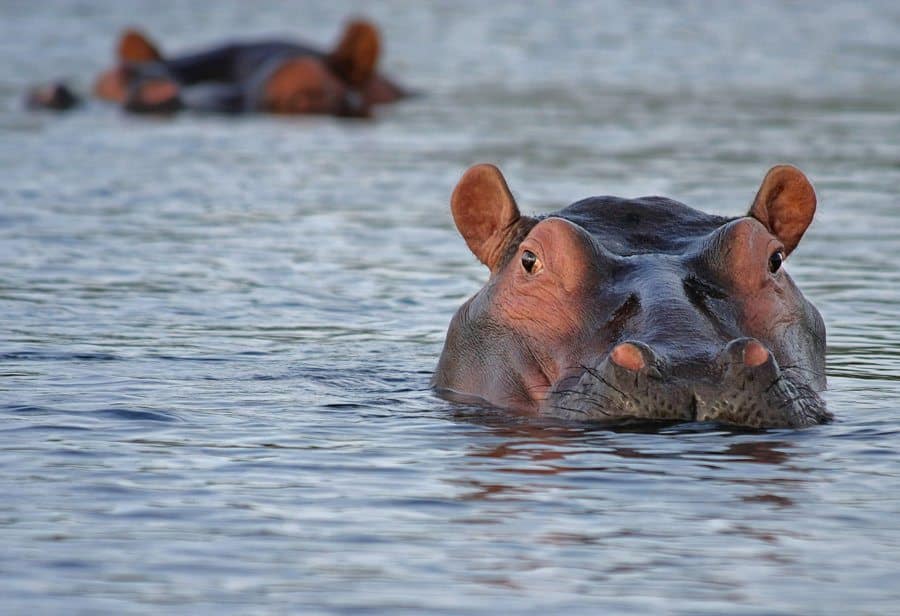Hippopotamus literally means 'river horse' in ancient Greek