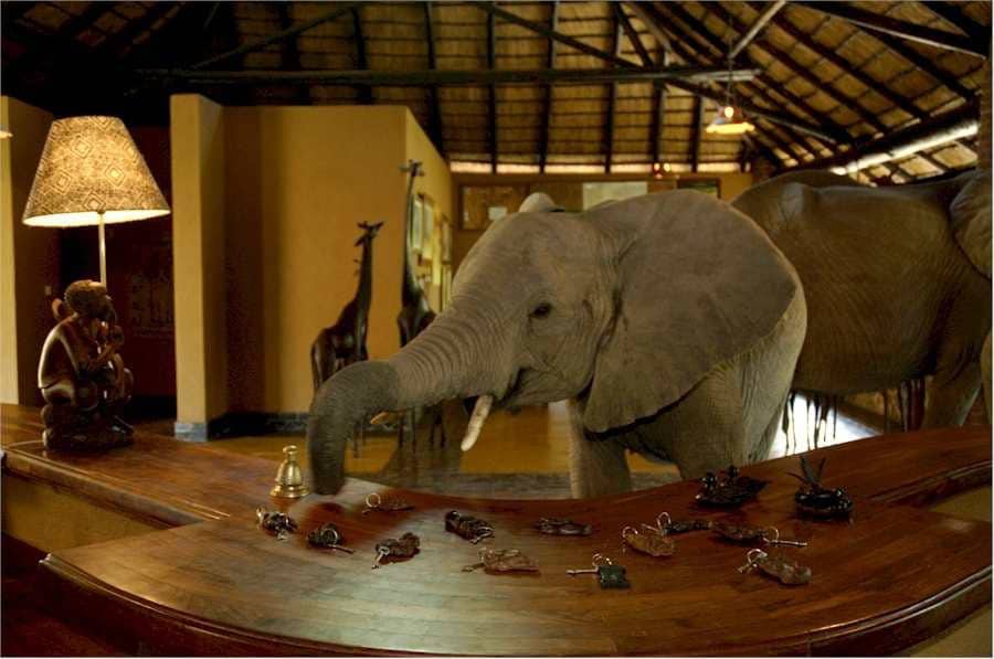 https://africafreak.com/wp-content/uploads/2009/11/Elephant-Mfuwe-check-in.jpg?ezimgfmt=ng:webp/ngcb1