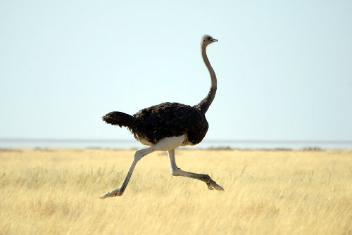 Top 10 Fastest Animals in Africa - Which Animal is Faster on Land?