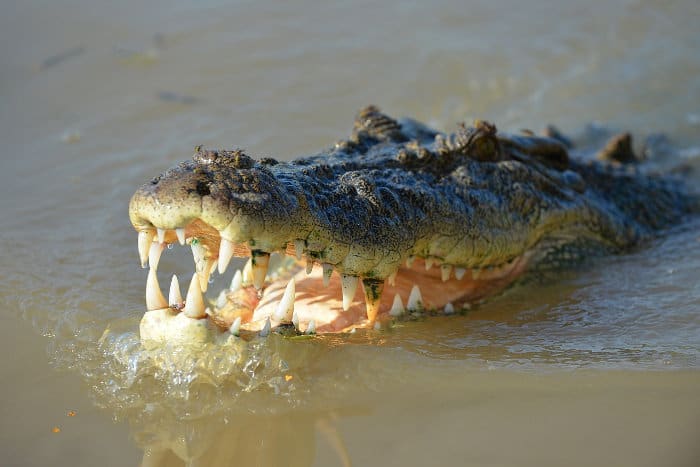 Crocodile jaws emerging from the water