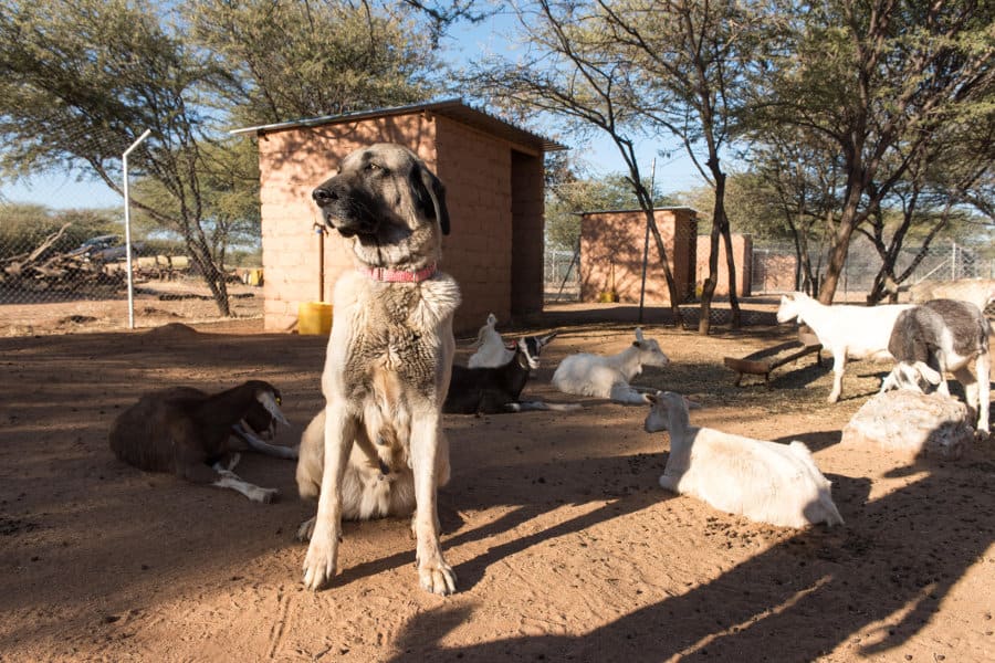 Anatolian sheep dog guarding goats, Namibia