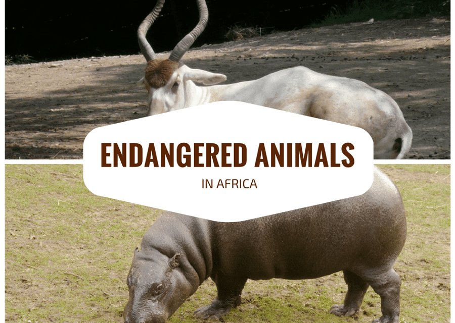 Top 10 Most Endangered Animals in Africa (& Where to Find Them)
