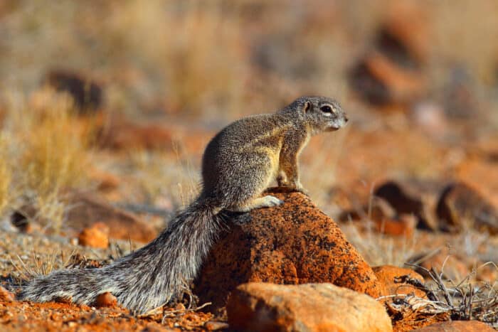 Cape ground squirrel at Augrabies Falls National Park