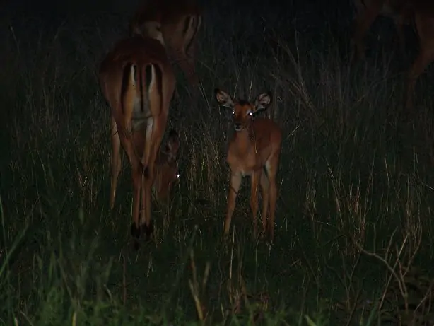 Baby impala and her mom on a night drive safari