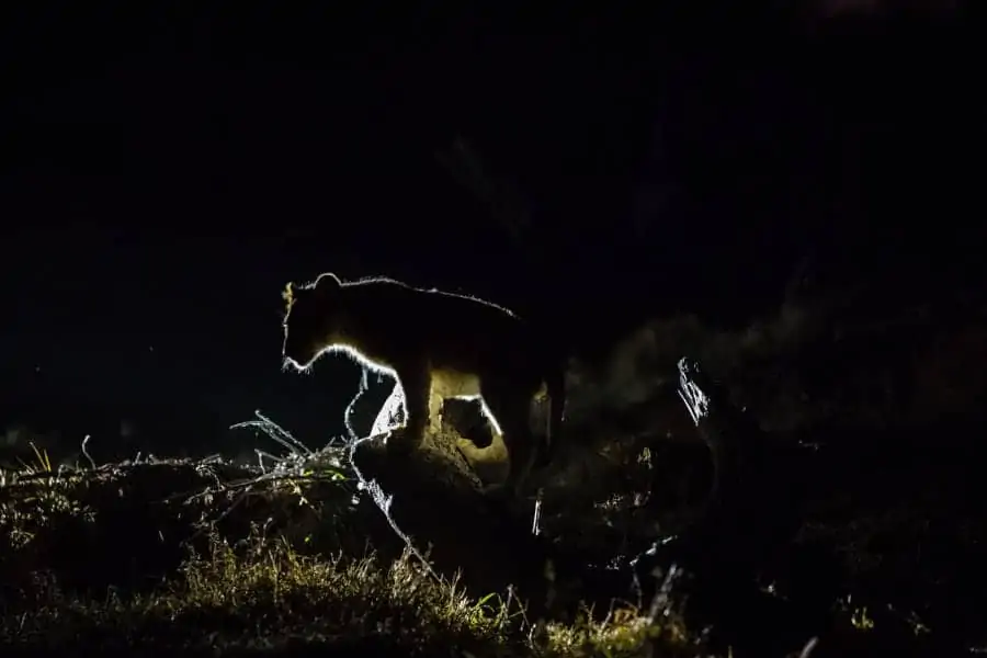 Lion cub silhouette in the night, standing on a tree stump