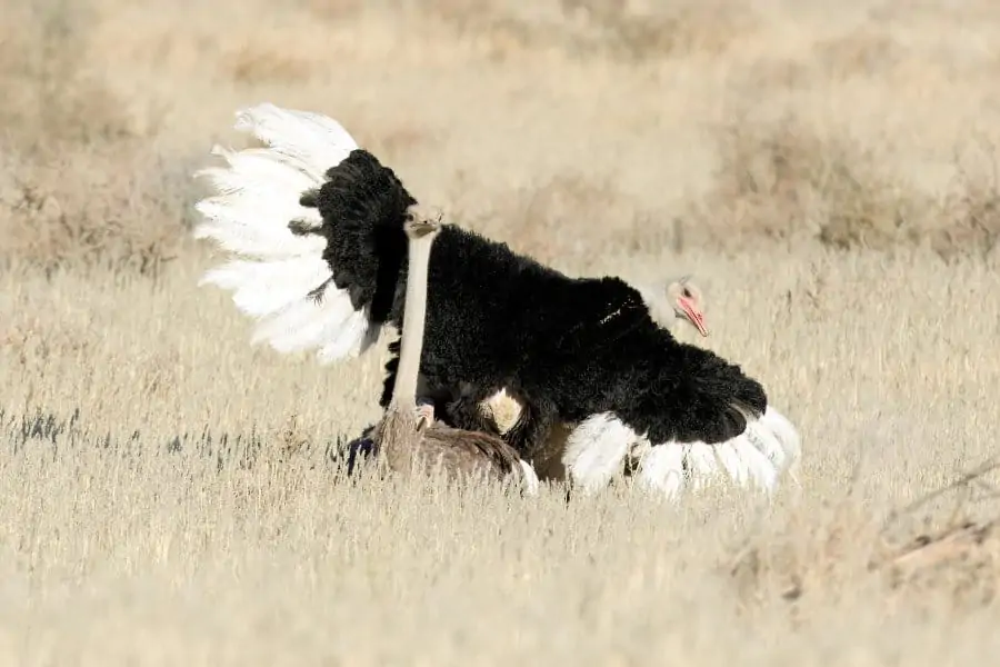 Ostrich pair mating, with the male doing its mating dance