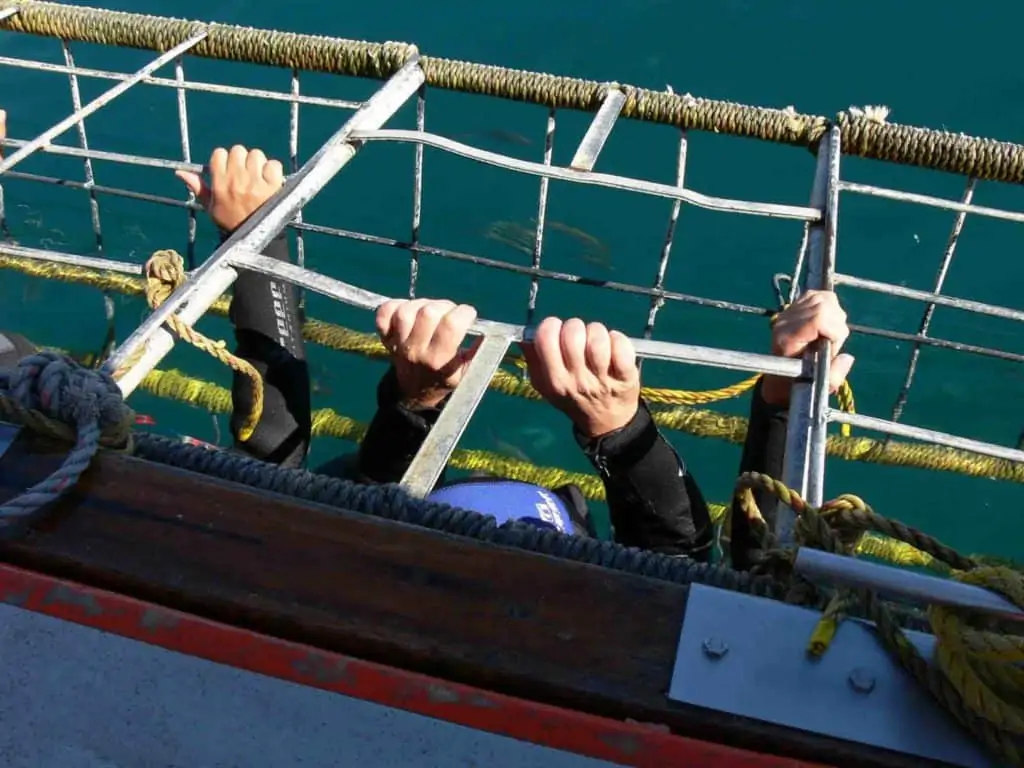 White knuckles: great white shark cage diving in Gansbaai, South Africa