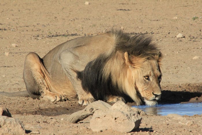 Beautiful male lion drinking from a waterhole