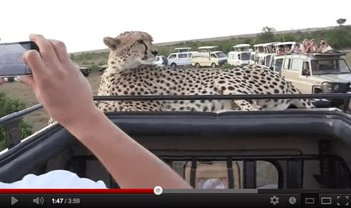 Top 10 African wildlife videos on YouTube