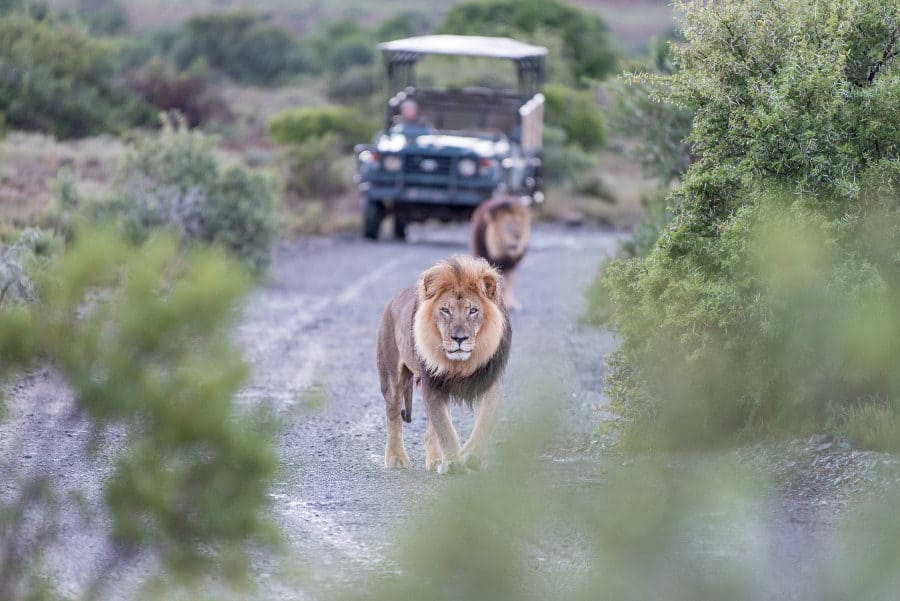 Typical lion scene on a South African game drive