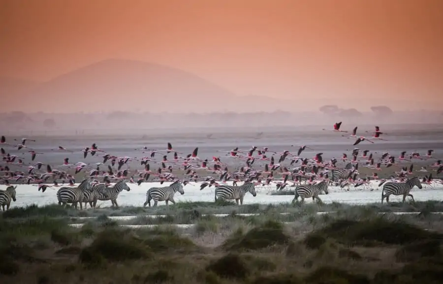 Zebra and flamingos in motion, in late afternoon sunset
