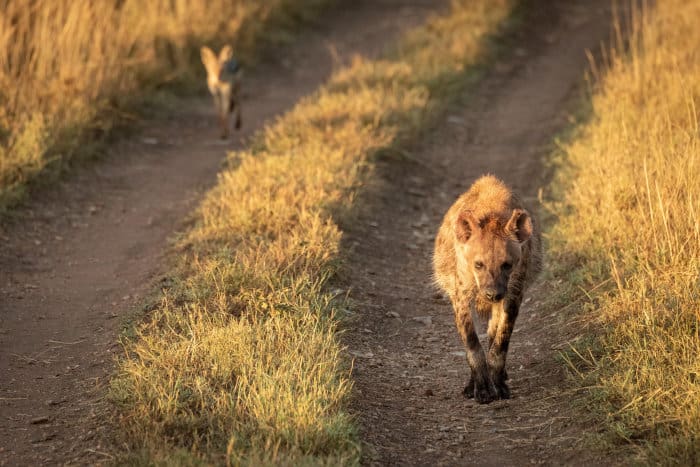 Black-backed jackal follows a spotted hyena on a dirt track