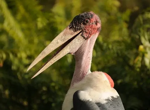 Marabou Stork ugly 5