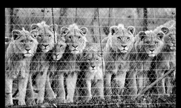 Canned Hunting: The Sinister Side of South Africa's Tourism Industry