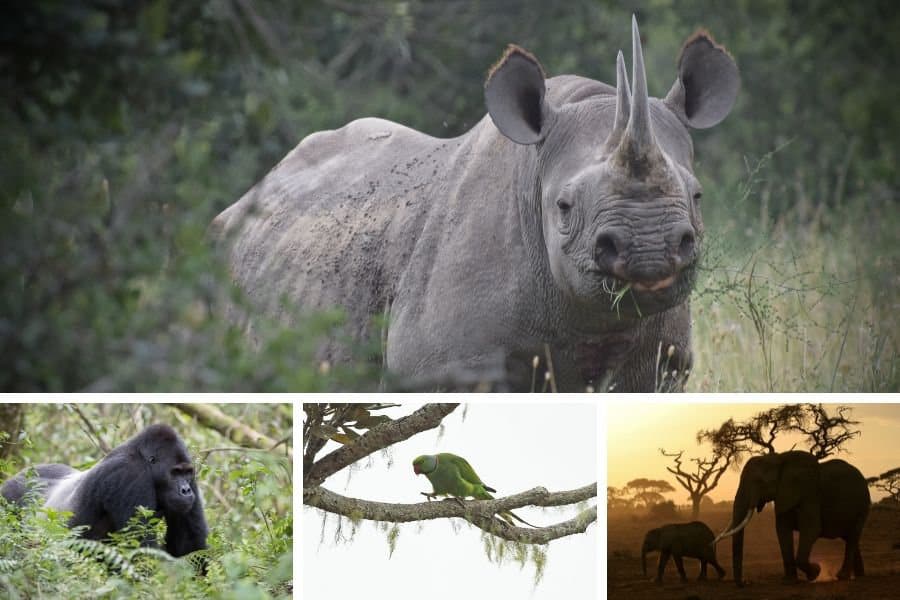 Celebrating Nature: 4 African Animals that are Bouncing Back