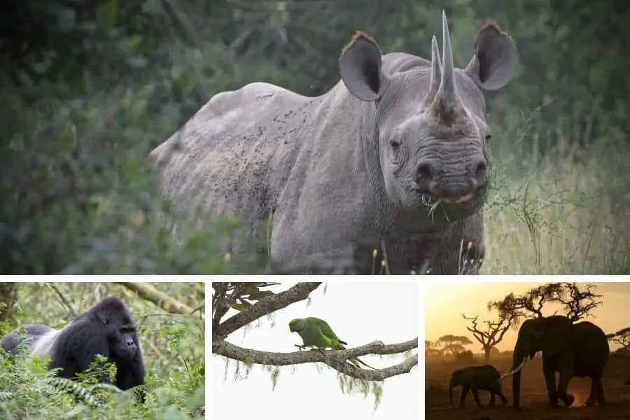 Four African animals that are bouncing back