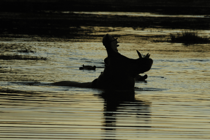 Silhouette of hippo yawning