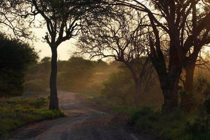 Typical African bush scenery in fading light
