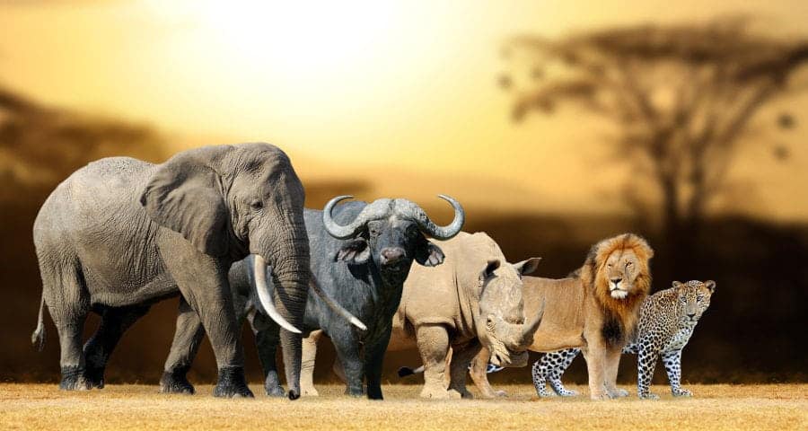 Africa's Big 5 Safari Animals - Big Five Game