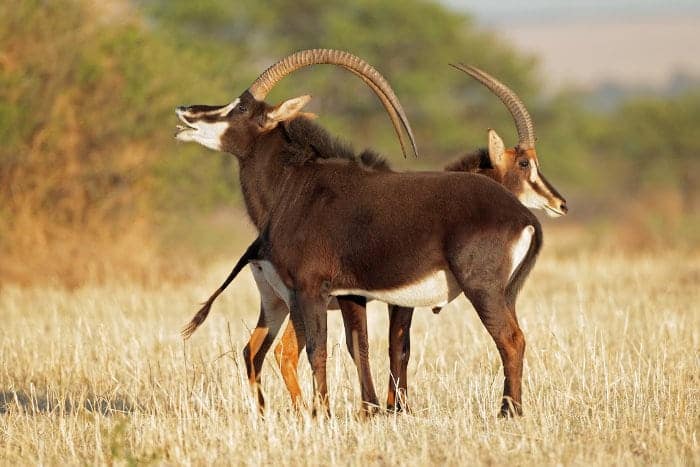 Male and female sable antelope specimens