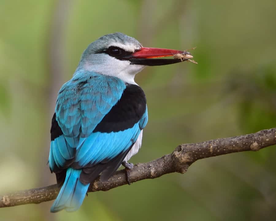 Birdlife on Safari - The Most Common Safari Birds