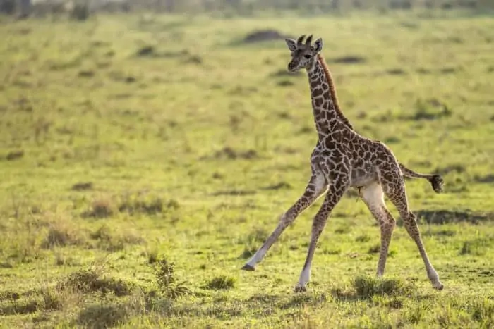 Baby giraffe running in the Masai Mara, Kenya