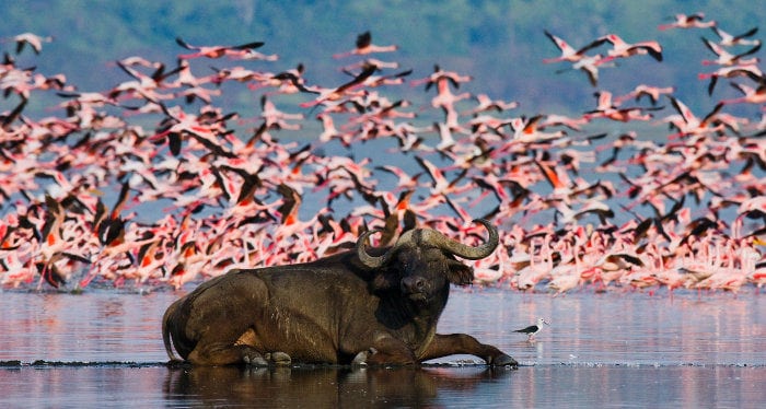 top safari in kenya