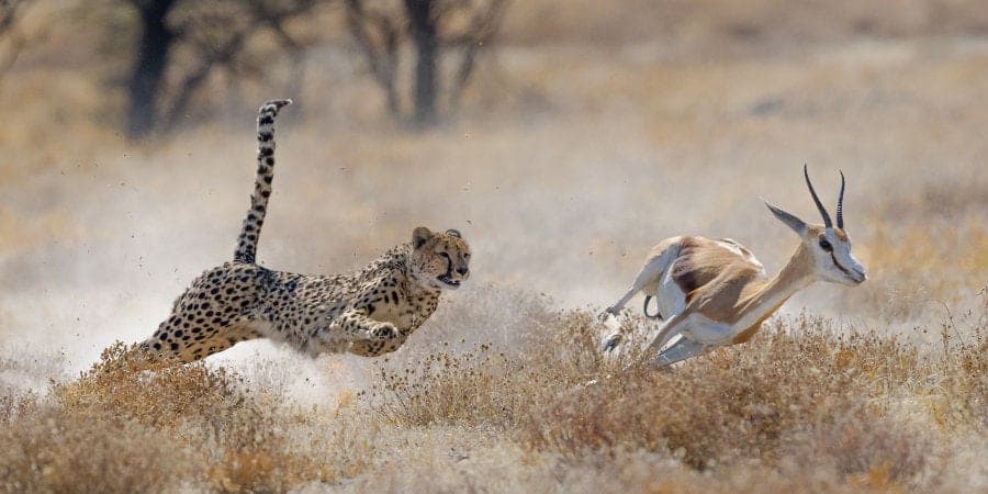 How Fast Does a Cheetah Run? The Science of a Cheetah's Speed