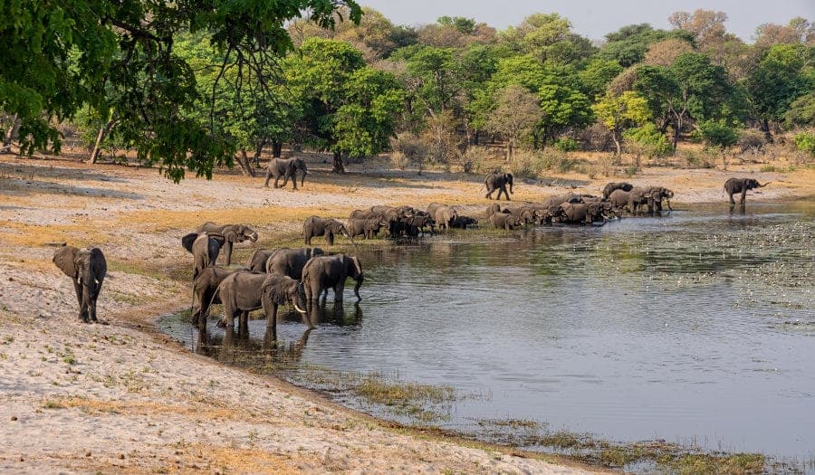 Large African elephant herd having a drink, Caprivi strip.