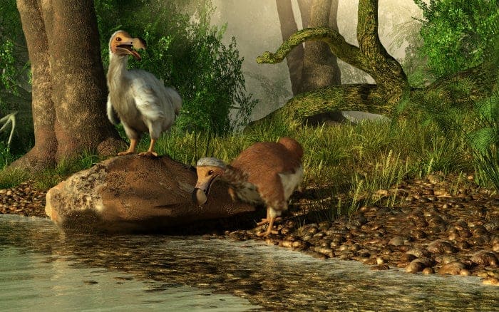 Computer-generated image representing dodos in their natural habitat